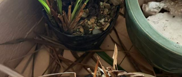 兰花枯了，翻盆抢救一下